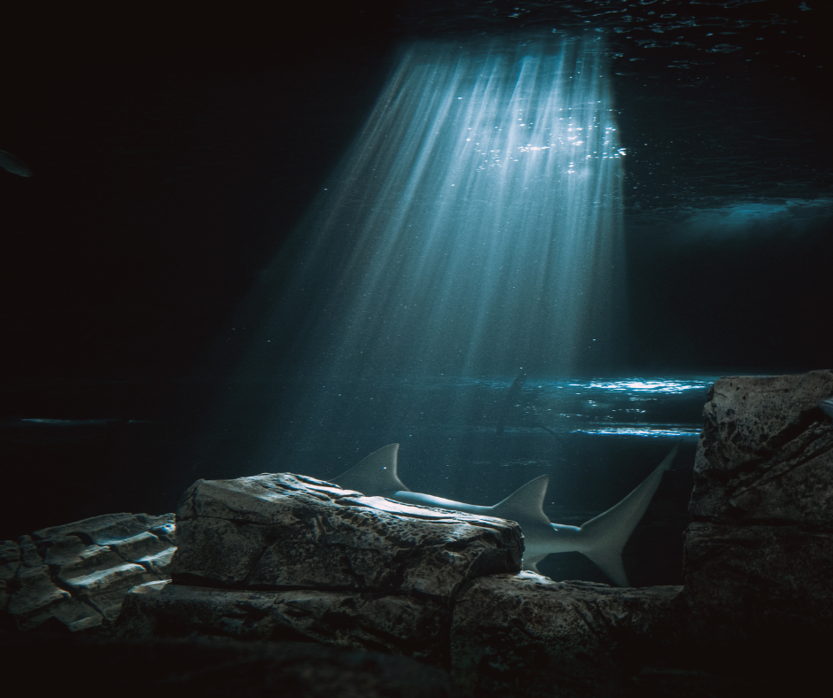 Shark Week: How to Make an Underwater Set Design